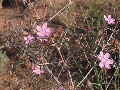 Abiquiu Bloom Blog 2016